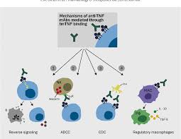 Image result for TNF Inhibitor