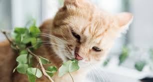Felines with extreme sensitivity can fall ill simply by grooming their fur after coming into contact with the plant, or by drinking water from a vase that contains cut daylily flowers. Why Do My Cats Eat My Plants Bechewy