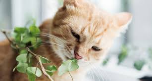 Place freshly snipped basil flowers into a clean glass jar and cover. Why Do My Cats Eat My Plants