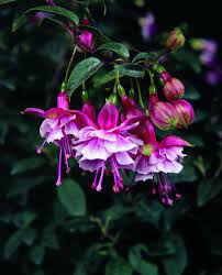Pin On Hours Of Flowers