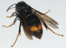 Na presença de uma vespa, saiba o que observar para as distinguir. Portugal Tenta Recuperar Os Anos De Avanco Que Deu A Vespa Asiatica Agrozapp