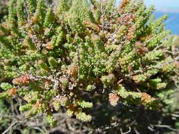 Image result for Salsola