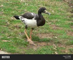May 31, 2021 · the magpie duck was created as a general purpose breed. Magpie Duck Image Photo Free Trial Bigstock