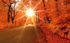 Hd Herfst Achtergronden Een Weg Met Bomen Met Herfstbladeren Langs De Kant Van De Weg En Een Felle Zon Hd Herfst Wall Herfst Landschap Achtergronden Wallpapers