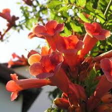 Il piracanta (pyracantha) è conosciuto soprattutto per la sua bella fioritura, i bei colori ed il magnifico profumo dei suoi fiori. Vendita Piante Online Le Tue Piante