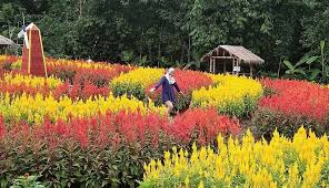 Curug putri yang kedua berada di desa cilentung, kecamatan pulosari, kabupaten pandeglang, tepatnya di lereng gunung pulosari. Taman Bunga Ragil Kuning Di Boyolali Wisata Instagenic Bernuansa Belanda Traveling Yuk
