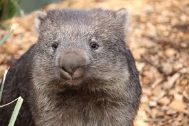 Image result for Common wombat