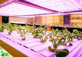 Led's create substantially more light per watt than fluorescent or hid lighting. 15 Best Led Grow Lights 2021 Begnner S Guide Expert Tips