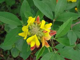 Image result for Crotalaria misella