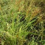 Image result for Oryza barthii