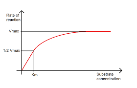 This is because as the substrate concentration is increased, there are more possibilities for the substrate and enzyme to clash and adhere, doing an addition in the activity of the enzymes  2  and hence increasing the rate of the decomposition of h peroxide (making more o and h2o at a quicker gait, which would force the filter paper to the top of the h peroxide solution faster, diminishing the clip observed). Biology Enzyme Reaction Rates University Of Birmingham