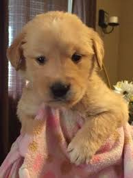 Recherche goldens is a dedicated english cream golden retriever breeder and trainer. Golden Retrievers Puppies For Sale Alabama