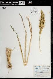 Image result for Echinochloa brevipedicellata