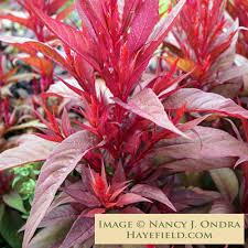 Image result for Celosia pandurata