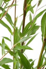 Vitellina , auch bunte weide, gelbe salix alba var. Silberweide