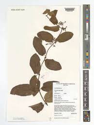 Image result for Tacazzea apiculata