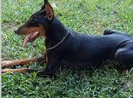 How much does a doberman cost? Doberman Female 1 And 1 2 Year Old Cagayan De Oro Philippines Buy And Sell Marketplace Pinoydeal