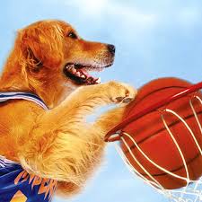 15 Reasons Golden Retrievers Are Your Best Friends Golden Retriever Cute Dog Pictures Retriever