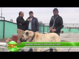 Dev Aksaray Malakli Kopekleri Tanitimi Malakli Nedir Youtube