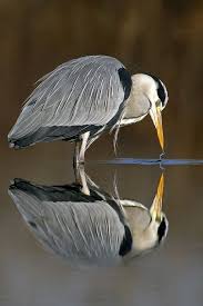 Birds That Start With A C Pin By Jesusita Ac On Animal Reflection Birds Nature Birds Pet Birds