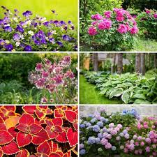 | how to… prune spring flowering shrubs for more flowers. 25 Beautiful Flowers To Grow Under Trees With Success Diy Crafts