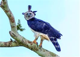 It is the largest and most powerful raptor found throughout its range, and among the largest extant species of eagles in the world. Harpy Eagle Harpia Harpyja Adult Female Perched In The Atlantic Forest Download Scientific Diagram