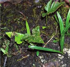 Image result for Elaphoglossum macropodium