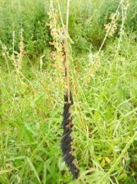 Image result for Crotalaria lanceolata