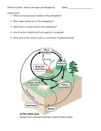 Plants and animals are part of all of the nutrient cycles through the foods they eat and what eats them (food chains and food webs). Nutrient Cycles Carbon Nitrogen And Phosphorus Name