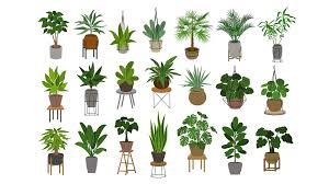 Check spelling or type a new query. Bbc Radio 4 Radio 4 In Four Wellbeing And Air Purifying The Truth About Houseplants