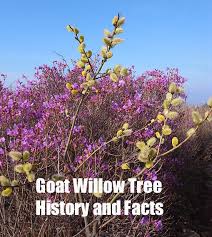 We did not find results for: Goat Willow Tree History And Facts Pioneer Thinking