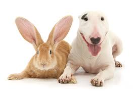 If one came hopping along, you might at first glance mistake it for a dog. Miniature Bull Terrier Looking And Flemish Giant Rabbit Photograph By Warren Photographic