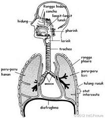 Materi pelajaran kali ini tentang pengertian sistem respirasi manusia, struktur jaringan penyusun organ pada sistem respirasi serta kaitannya dengan bioproses dan gangguan fungsi yang dapat terjadi pada sistem respirasi manusia. Sistem Pernapasan Pada Manusia Artikel Lengkap Hedi Sasrawan