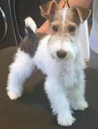 Wire Hair Fox Terrier Wirehaired Fox Terrier Fox Terrier Puppy Wire Fox Terrier