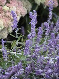 Image result for Perovskia atriplicifolia lacey blue lisslitt photo