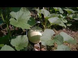 Cara pemupukan jahe dalam polybag yang benar. Sugar Melon Honey Dew How To Grow It Cara Mudah Tanam Melon Melon Madu Kedah Malaysia Youtube