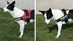 Julius K9 Original Power Harness