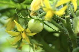 Reduce the nitrogen dose and increase the potassium dose. I Am Growing A Tomato Plant In A Topsy Turvy The Plant Looks Healthy But No Flowers Yet