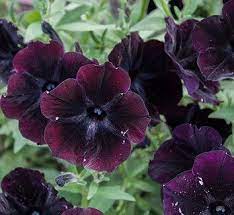 Pin On Basalt Garden