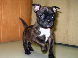 A boston terrier and a pug hybrid mix is called a bugg. I Want One Its Called A Bug A Boston Terrier Pug Mix How Adorable Cute Pugs Kittens And Puppies Bugg Puppies