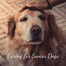 We did not find results for: How To Care For An Elderly Or Aging Dog Pethelpful