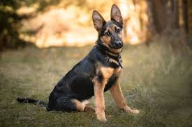 German Shepherd Dog Breed & Adoption Info | Petfinder