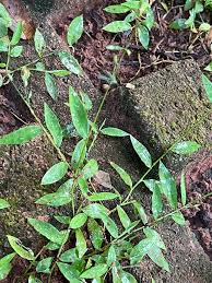 Image result for Pseudechinolaena