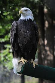 Birds Of Prey Western North Carolina Pin On The Birds Of South Carolina