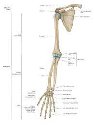 This type of joint lets you rotate your shoulder in many. Huesos Del Miembro Superior Arm Anatomy Arm Bones Anatomy Bones