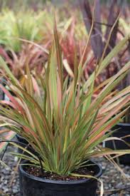 Image result for Phormium