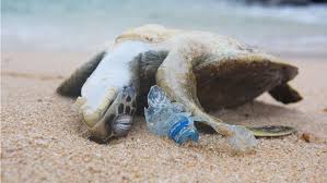 Plastic Straws Q Tips And Other Single Use Plastics To Be Banned In The Uk Marine Animals Ocean Pollution Plastic Pollution