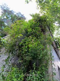 Image result for Jasminum beesianum