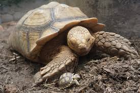 Image result for Grewia sulcata