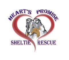 Applications specific to a puppy should be aware that puppies are uncommon in rescue and every dog that is adopted through the rescue ranch pups is fully vaccinated with a rabies vaccine. Pets For Adoption At Heart S Promise Sheltie Rescue In New Castle Pa Petfinder